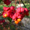Euonymus europaeus fruit